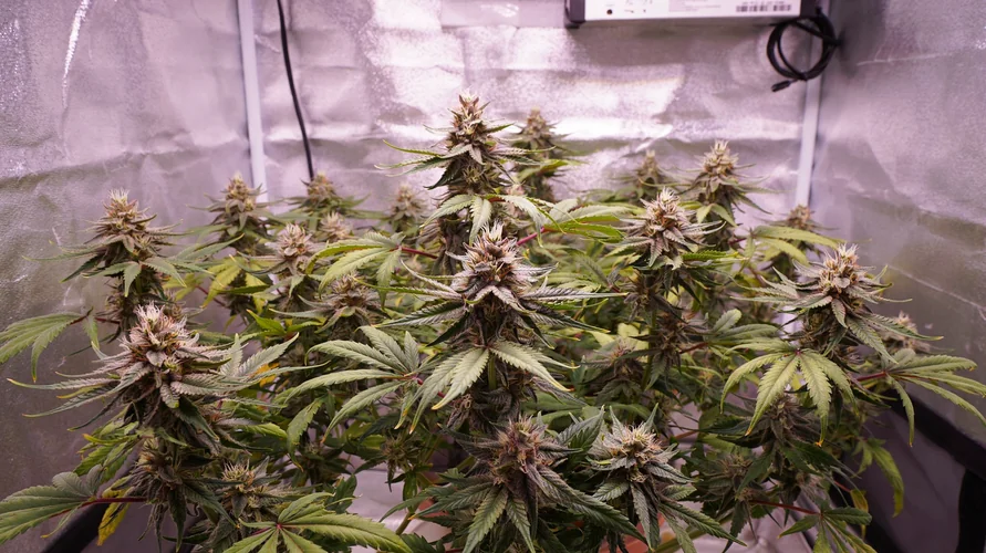 Indoor cannabis grow setup in New Hampshire