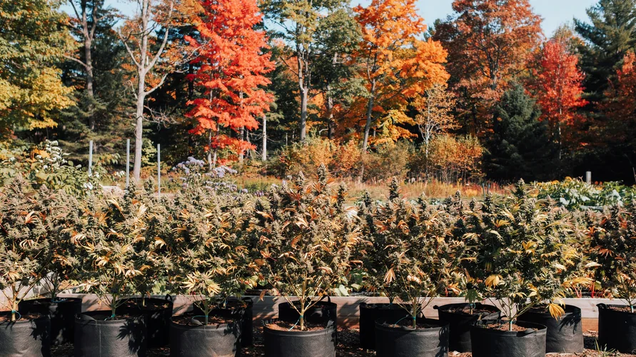 Outdoor cannabis garden in New Hampshire