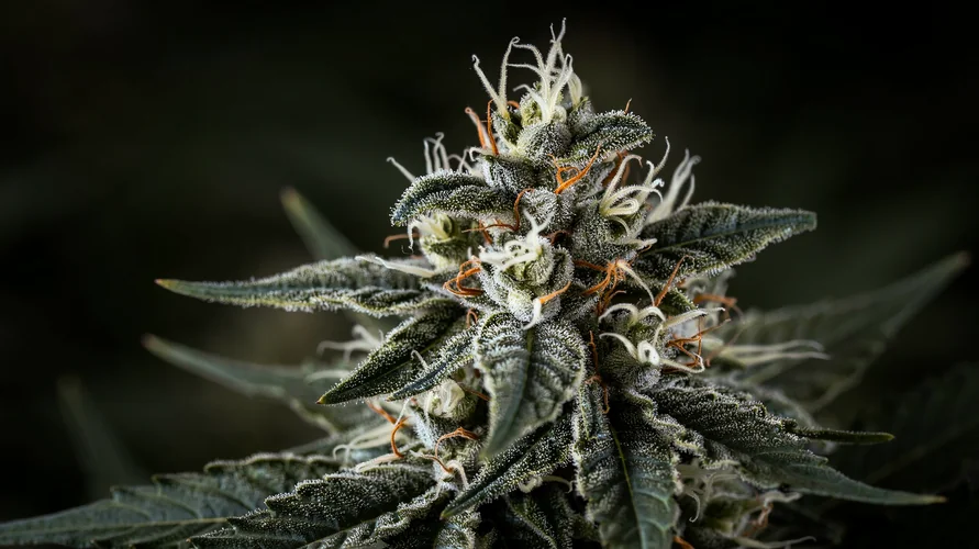 Cannabis flower close-up - New Hampshire genetics