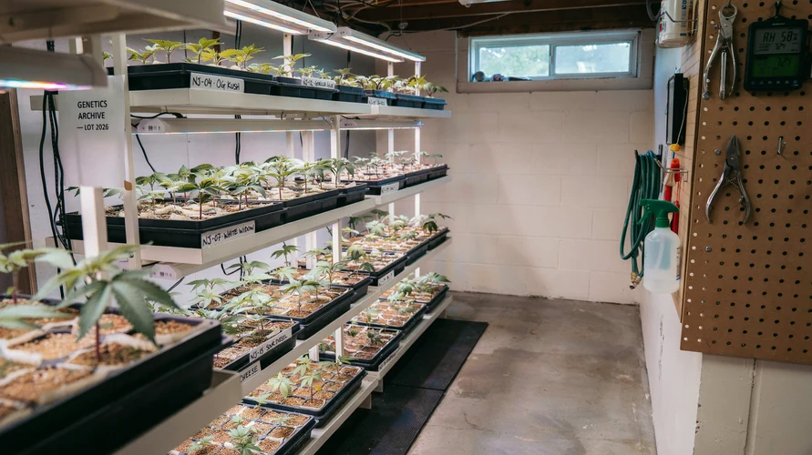 Indoor cannabis grow setup in New Jersey
