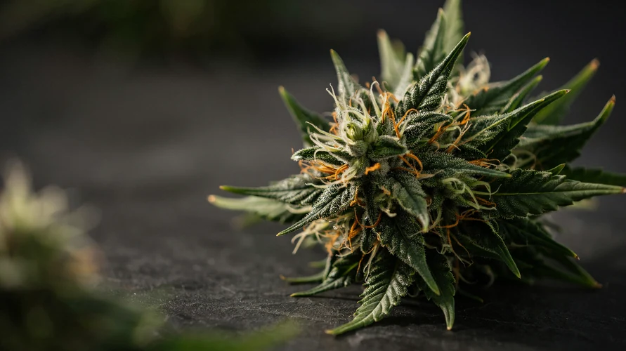 Cannabis flower close-up - New Jersey genetics