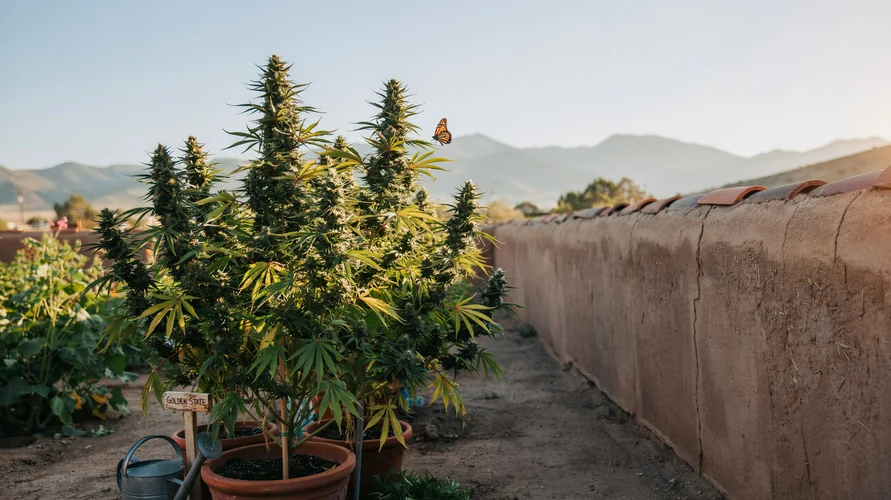 Outdoor cannabis garden in New Mexico