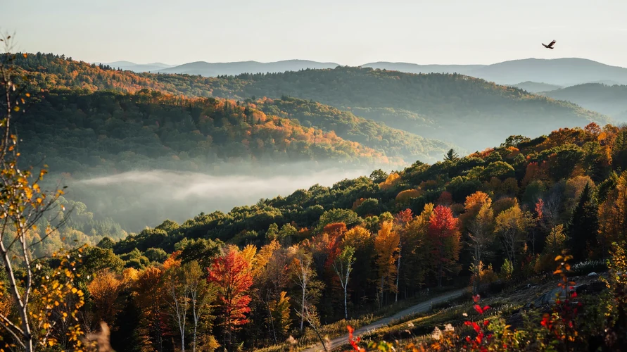 New York landscape - buy cannabis clones in New York