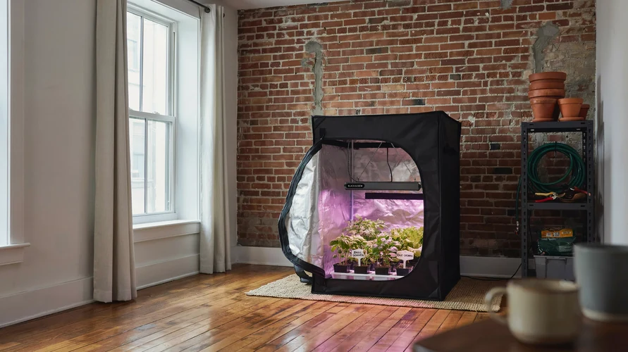 Indoor cannabis grow setup in New York