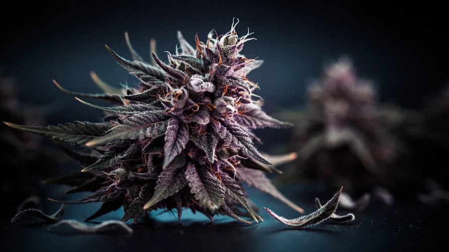 Cannabis flower close-up - New York genetics