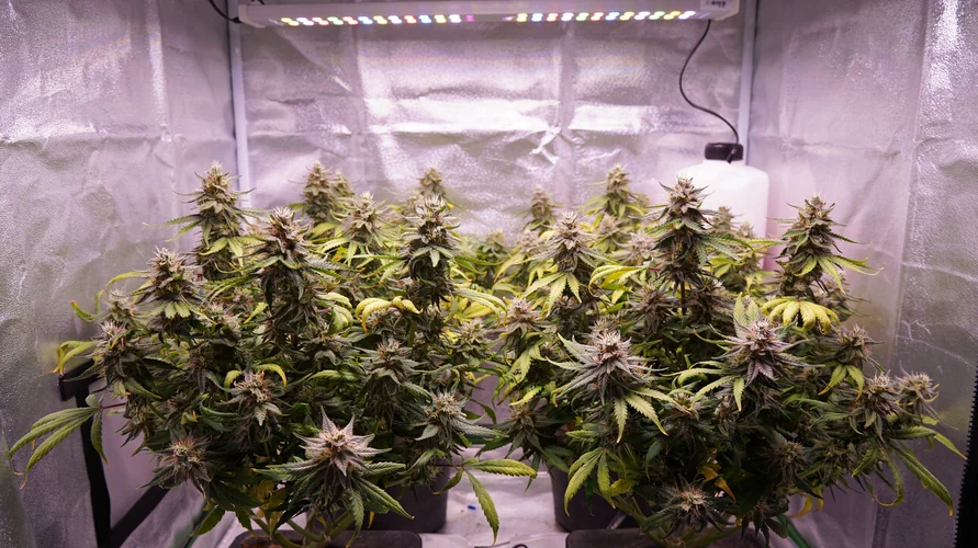 Indoor cannabis grow setup in North Carolina