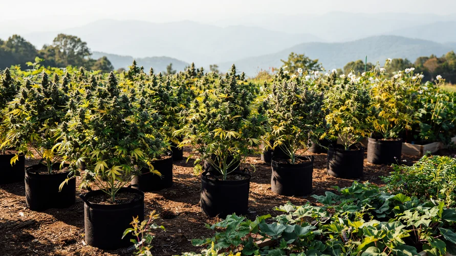 Outdoor cannabis garden in North Carolina