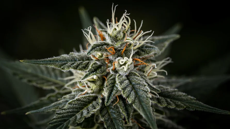 Cannabis flower close-up - North Carolina genetics
