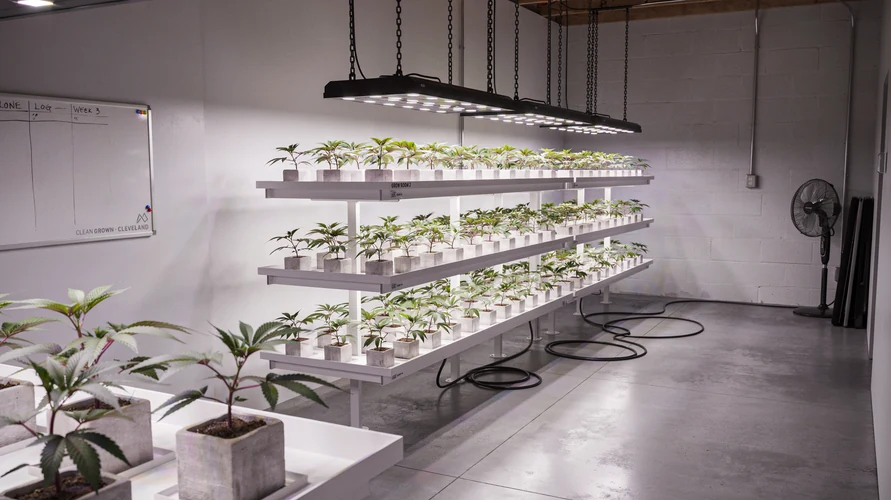 Indoor cannabis grow setup in Ohio