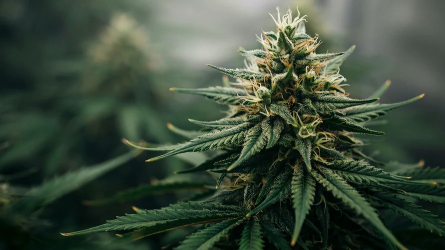 Cannabis flower close-up - Ohio genetics