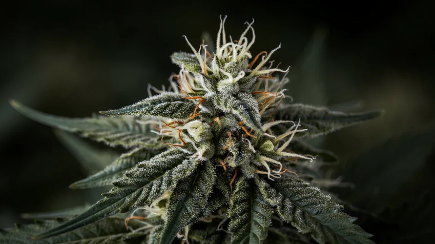 Outdoor cannabis garden in Oklahoma