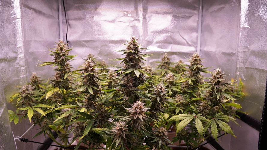 Cannabis clone package delivery in Oklahoma