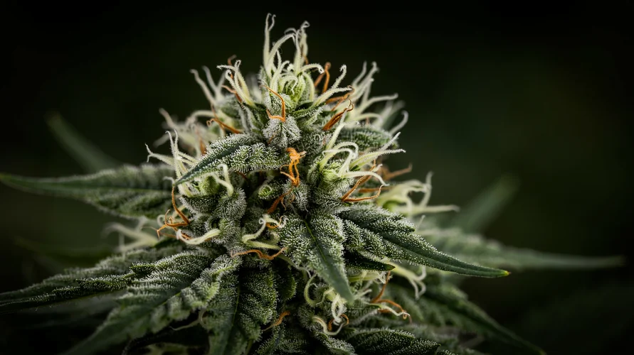 Outdoor cannabis garden in Pennsylvania