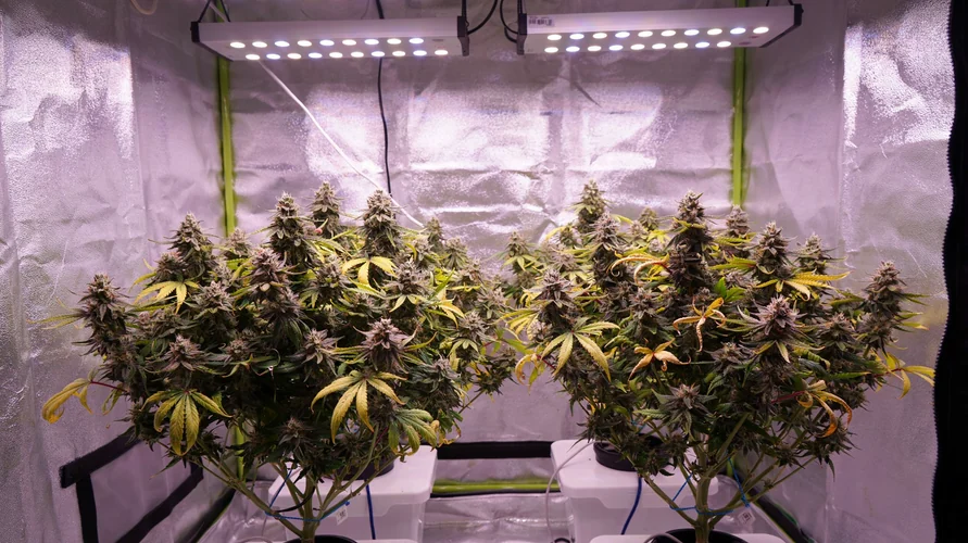 Cannabis clone package delivery in Pennsylvania