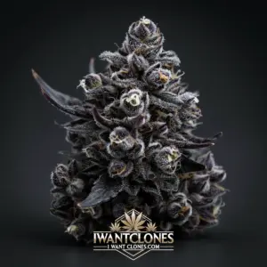 Freshly rooted PinkRuntz hybrid cannabis clone from I Want Clones