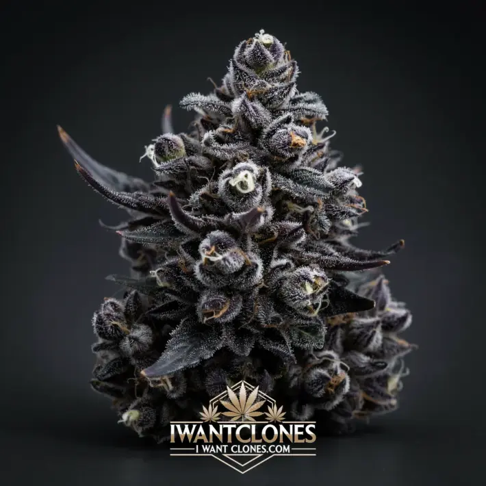 Freshly rooted PinkRuntz hybrid cannabis clone from I Want Clones