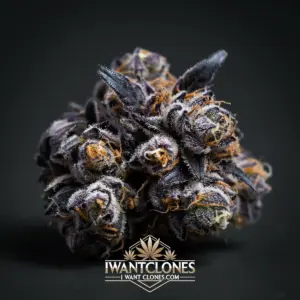 Freshly rooted Pink Z indica cannabis clone from I Want Clones