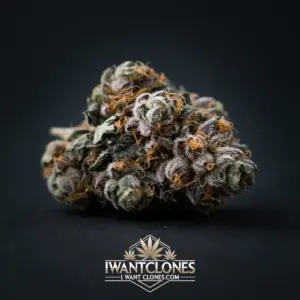 Freshly rooted Purpz indica cannabis clone from I Want Clones