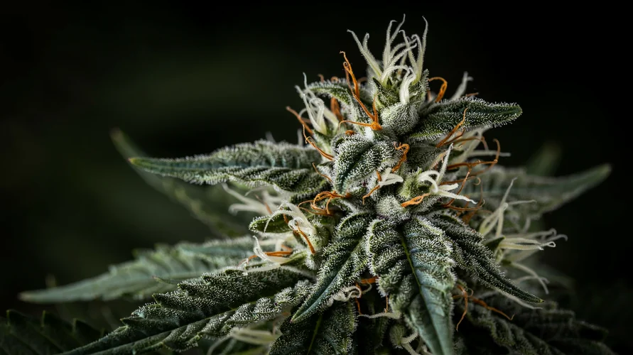 Outdoor cannabis garden in Rhode Island