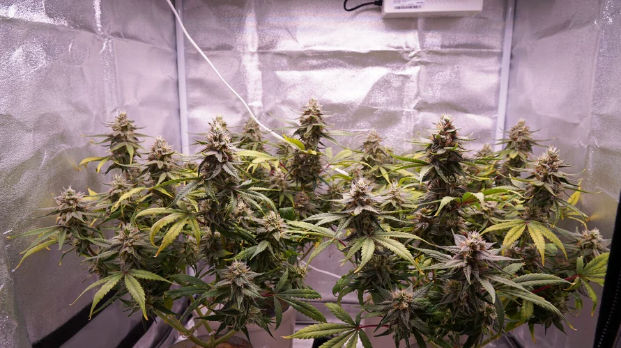 Cannabis clone package delivery in Rhode Island
