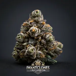 Freshly rooted Sleazers Gift hybrid cannabis clone from I Want Clones