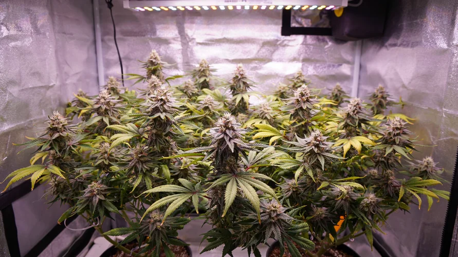 Indoor cannabis grow setup in South Carolina