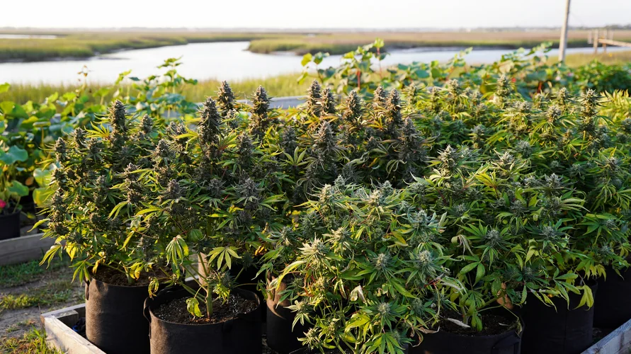 Outdoor cannabis garden in South Carolina