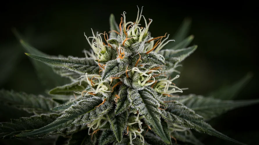 Cannabis flower close-up - South Carolina genetics