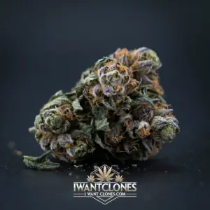 Freshly rooted Sticky Lemons hybrid cannabis clone from I Want Clones