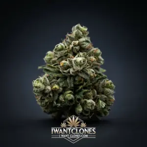Freshly rooted Strawberry Fritter hybrid cannabis clone from I Want Clones