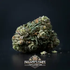 Freshly rooted Strawberry Mango Haze sativa cannabis clone from I Want Clones