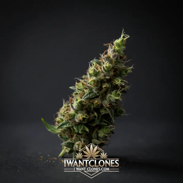 Freshly rooted Super Lemon Haze sativa cannabis clone from I Want Clones