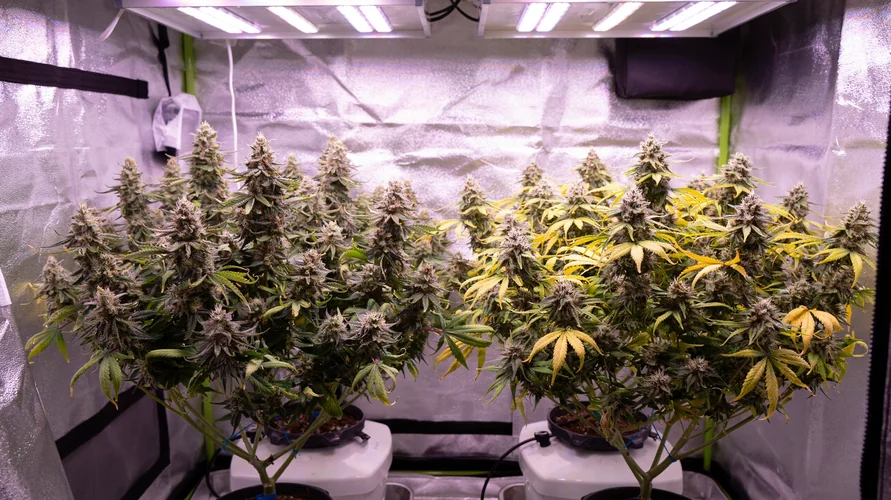 Indoor cannabis grow setup in Tennessee