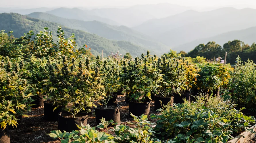 Outdoor cannabis garden in Tennessee