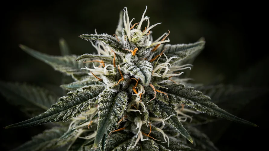 Cannabis flower close-up - Tennessee genetics