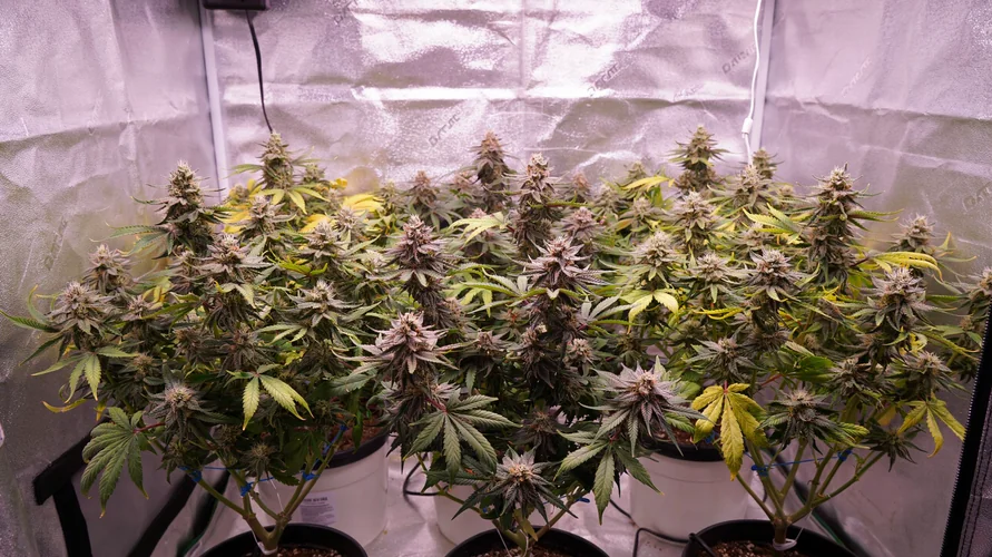 Indoor cannabis grow setup in Texas