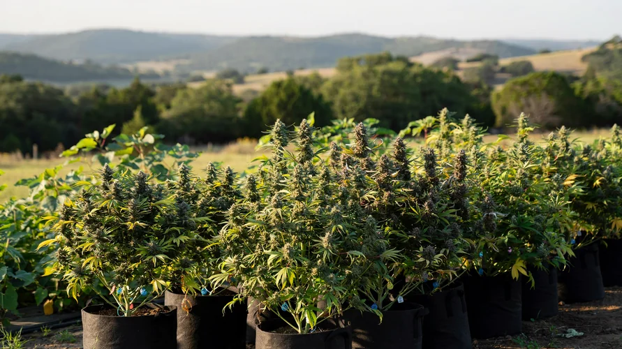 Outdoor cannabis garden in Texas