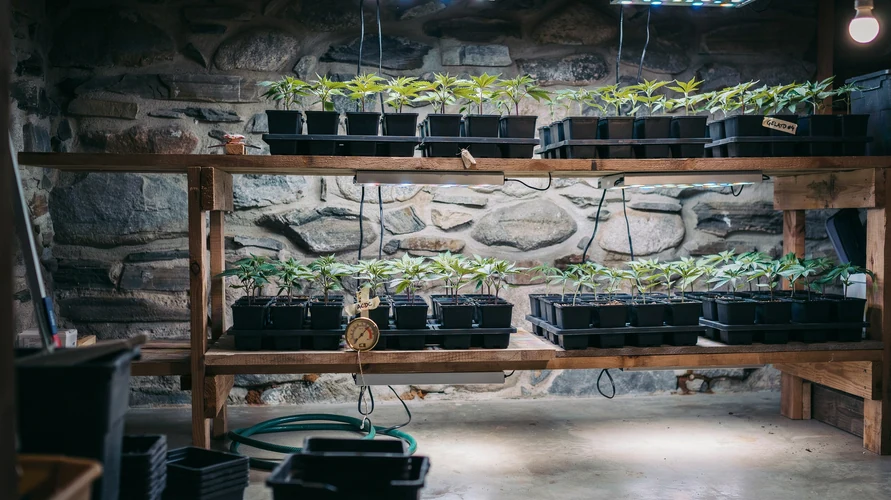 Indoor cannabis grow setup in Vermont