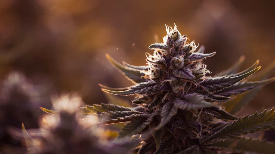 Cannabis flower close-up - Vermont genetics