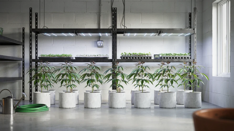 Indoor cannabis grow setup in Virginia