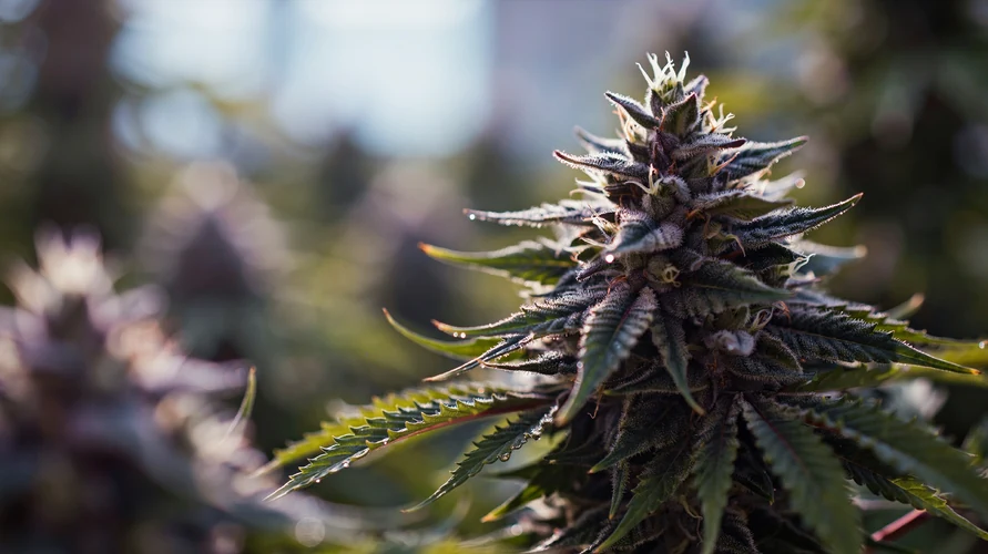 Cannabis flower close-up - Washington genetics