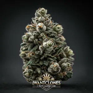Freshly rooted Watermelon Slushie indica cannabis clone from I Want Clones