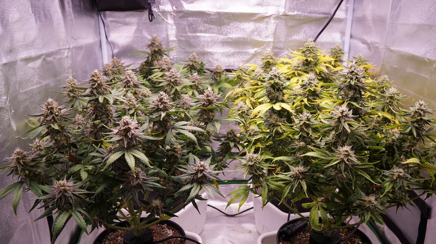 Indoor cannabis grow setup in Wisconsin