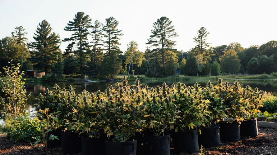 Outdoor cannabis garden in Wisconsin