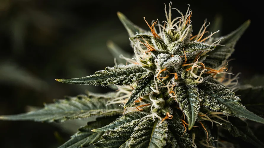 Cannabis flower close-up - Wisconsin genetics