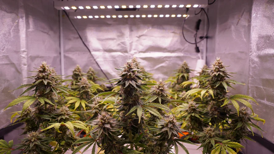 Indoor cannabis grow setup in Wyoming