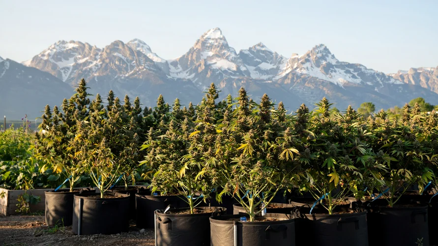 Outdoor cannabis garden in Wyoming