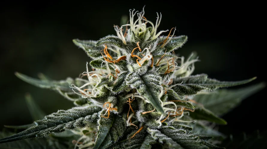 Cannabis flower close-up - Wyoming genetics